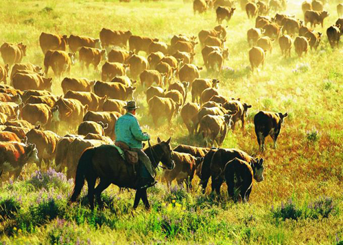 Begeleiding van de runderen